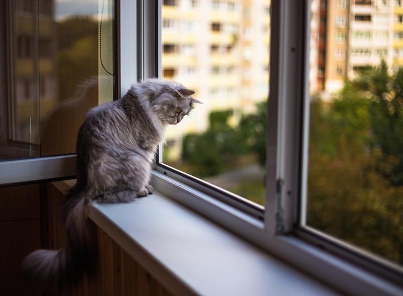 rede de protecao para gatos 3