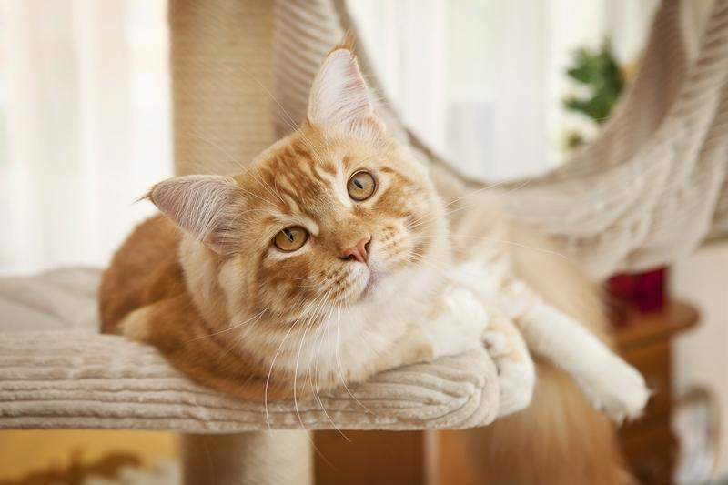redes de protecao para gatos 1