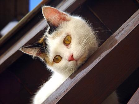 redes de protecao para gato prevenir